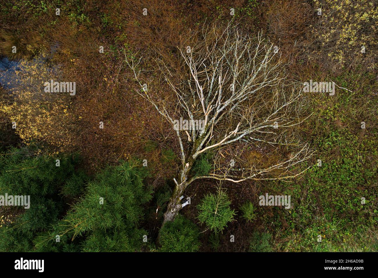 Aérienne d'une ancienne cendre européenne tombée, Fraxinus excelsior arbre après dépérissement des cendres causé par le champignon Hymenoscyphus fraxineus en Estonie. Banque D'Images