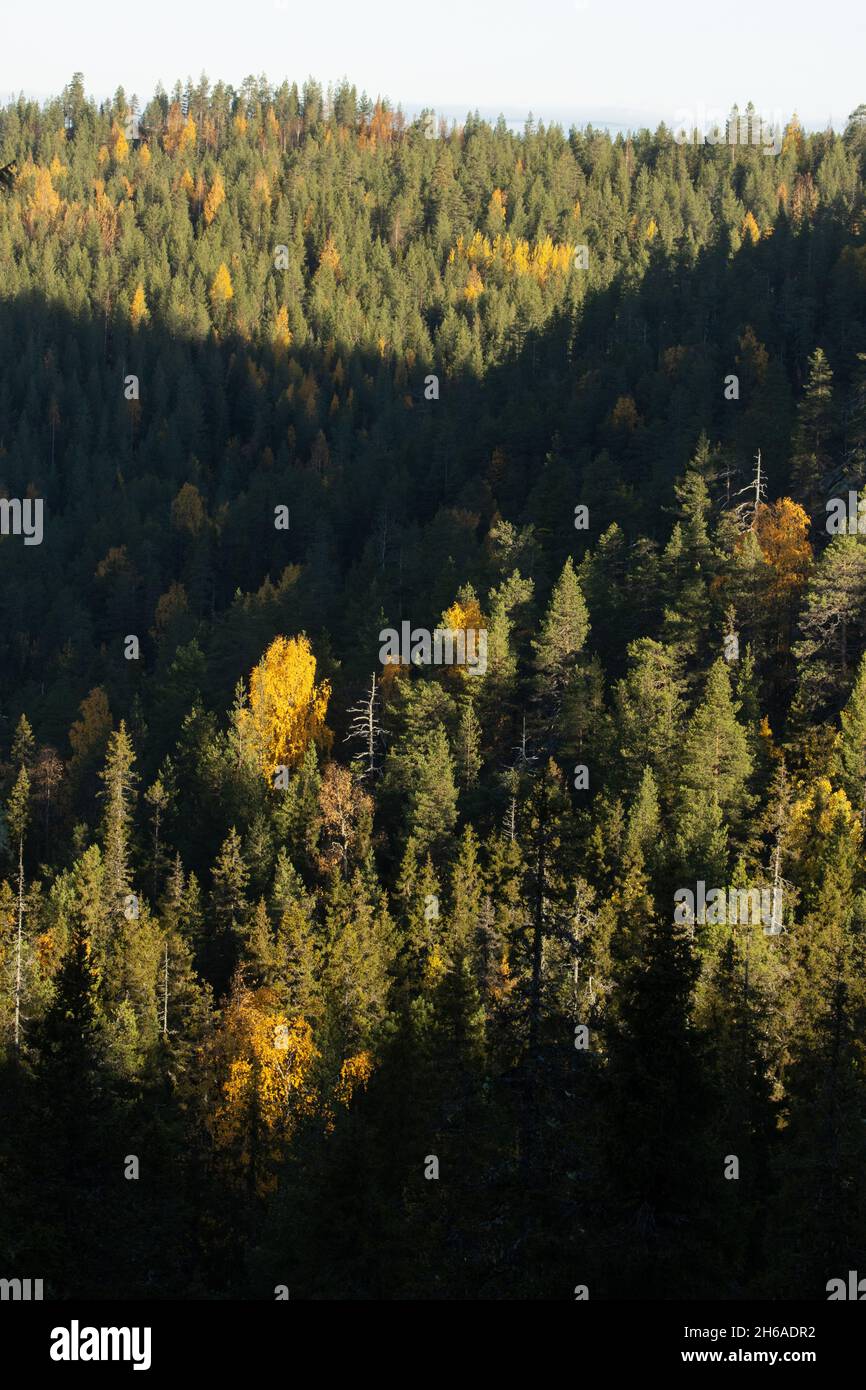 Forêt de taïga avec des Birches et des conifères le matin de l'automne près de Ruka, dans le nord de la Finlande. Banque D'Images