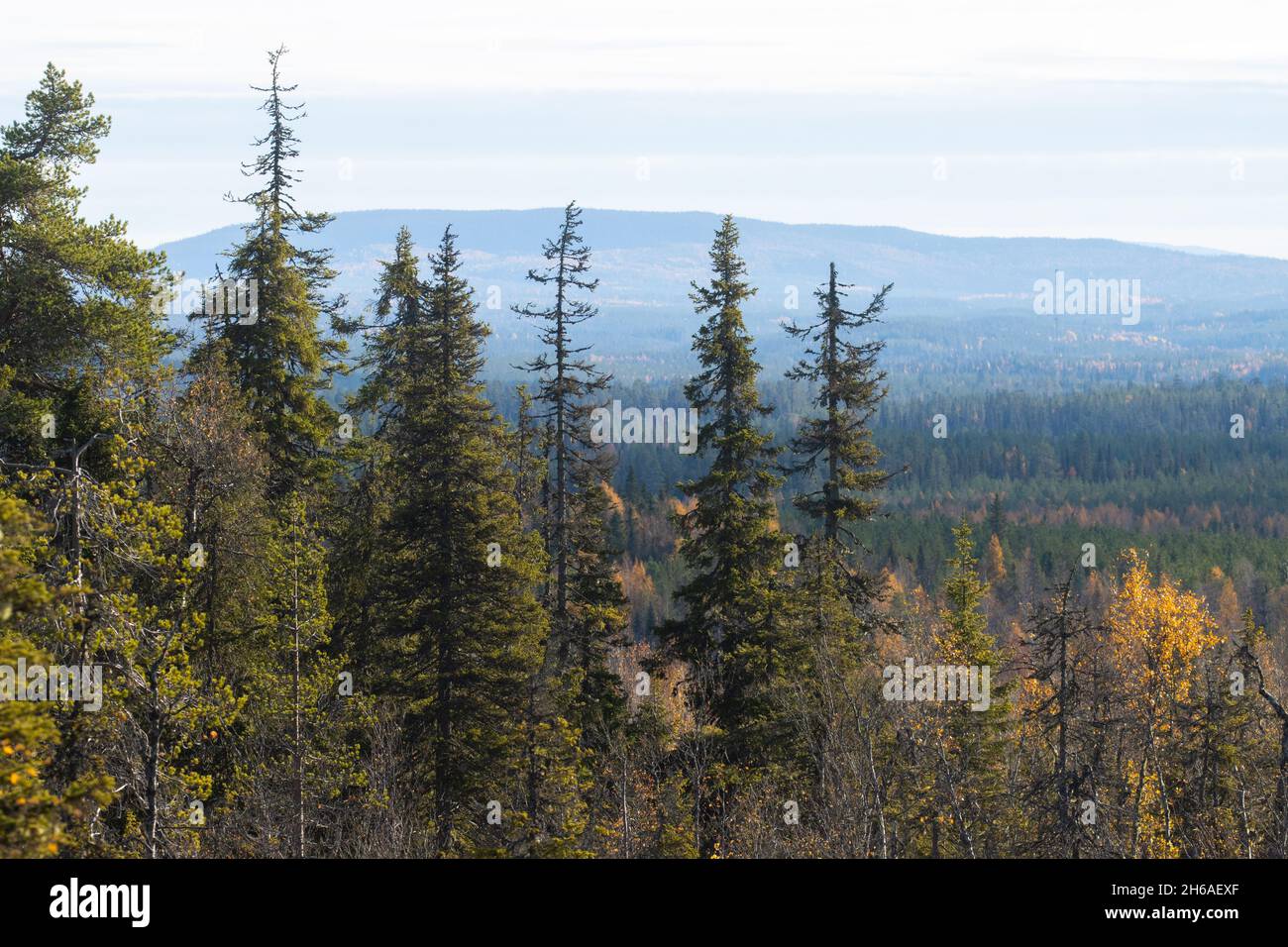 Vue sur la forêt de taïga automnale avec des collines et des montagnes tirées de Valtavaara colline près de Kuusamo, la nature finlandaise, l'Europe du Nord. Banque D'Images
