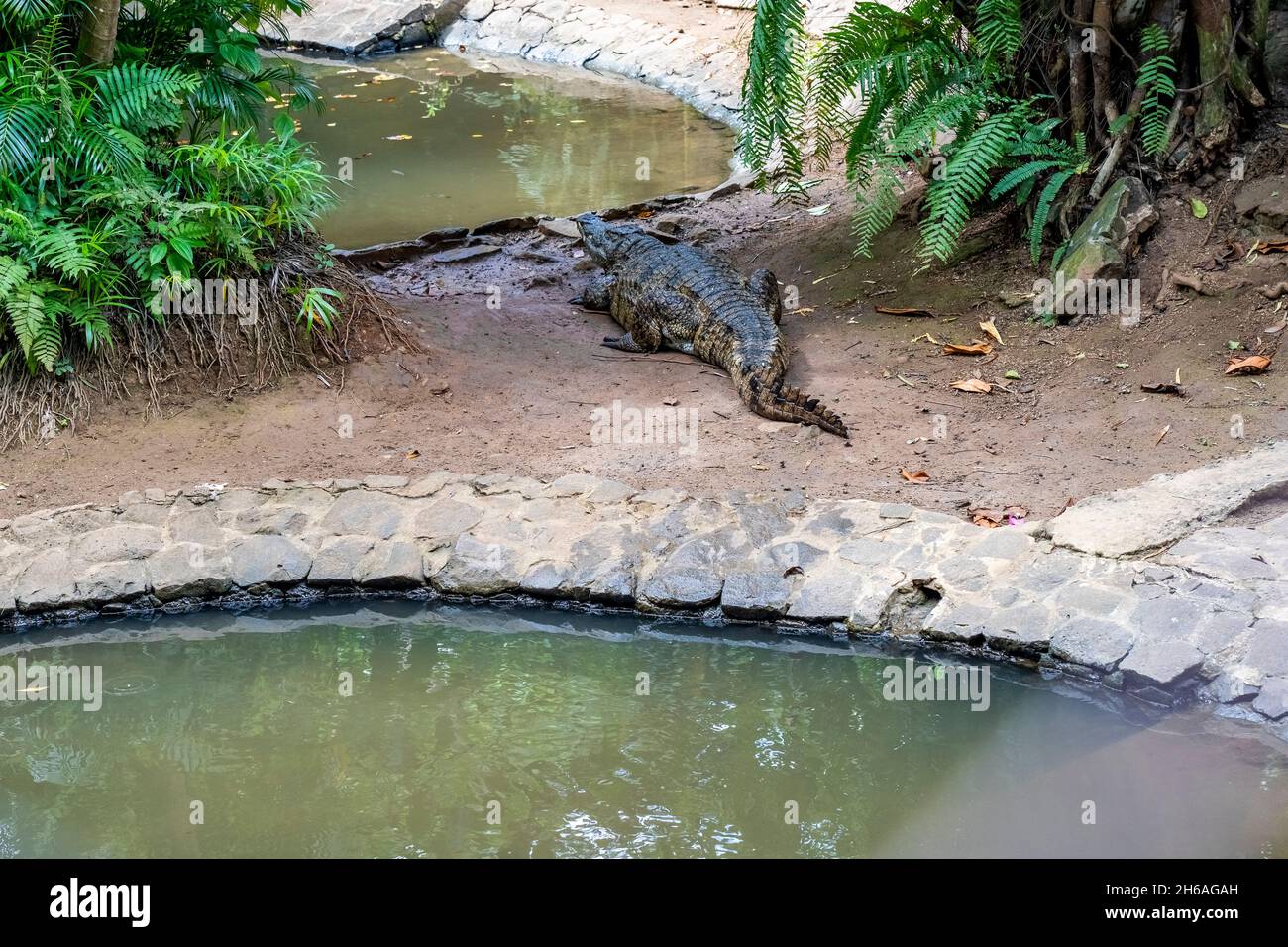 Crocodile endormi sur le parc des crocodiles, Maurice.Photo de haute qualité Banque D'Images