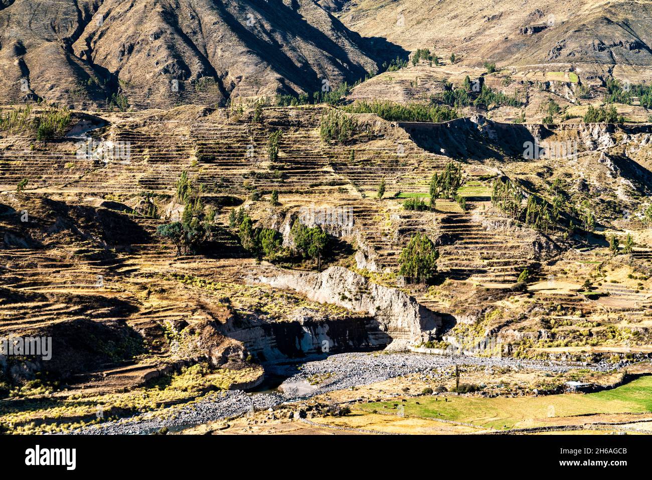Champs en terrasse dans le canyon de Colca au Pérou Banque D'Images
