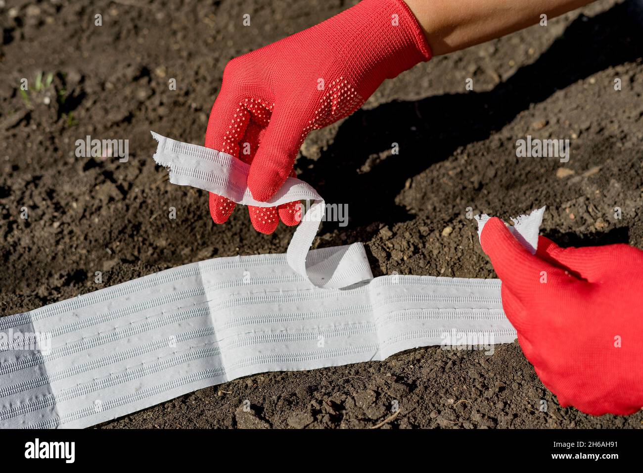 Vue rapprochée des mains de femme en gants plantant des légumes à l'aide d'un ruban de semences. Banque D'Images