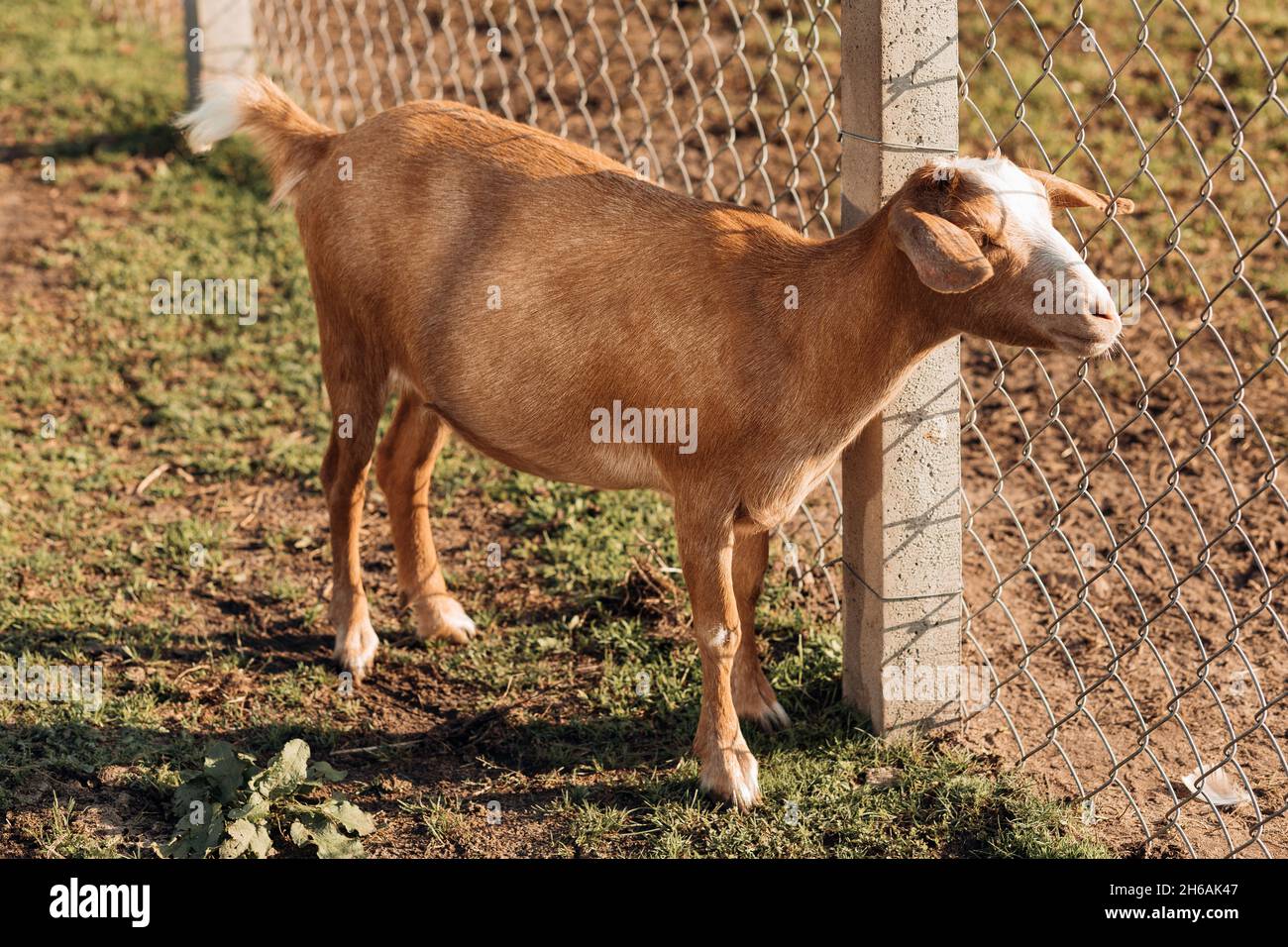 La chèvre brun nubien se trouve dans un enclos à la ferme.Produits naturels.Agriculture et agriculture.Ferme laitière.Entretien et entretien des animaux domestiques.Une alimentation adéquate.La vie i Banque D'Images