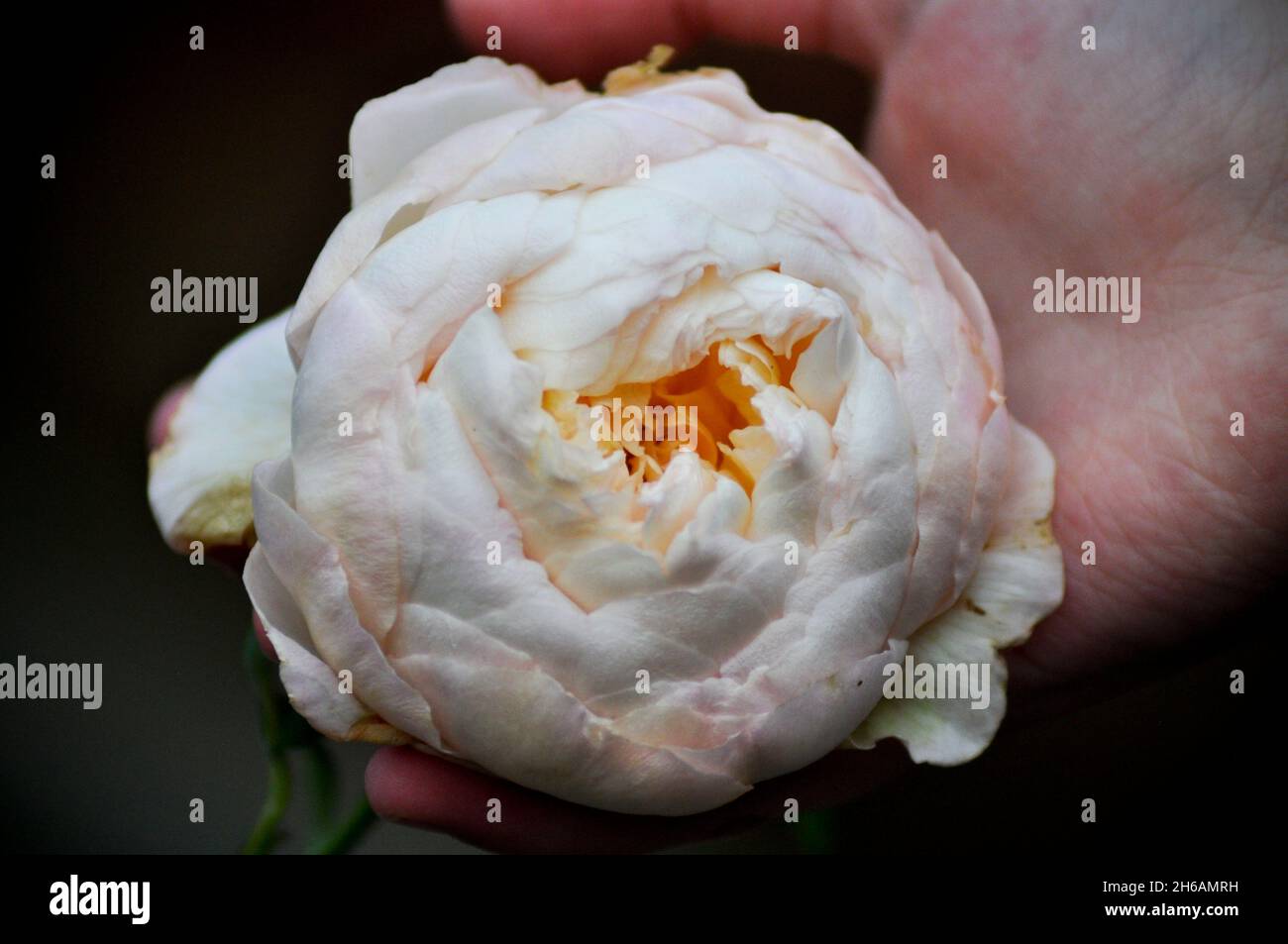 Un enfant tenant une seule fleur de la rose Claire Austin (Rosa) dans les mains de la collerette Banque D'Images