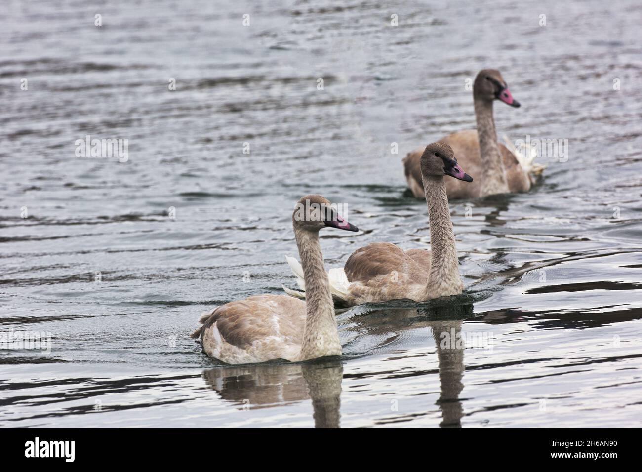 Trio de trois cygnet gris cygnet Trumpeter Swans, toutes les têtes visibles, en rangée géométrique nagent dans l'eau de l'étang près de Jackson, Wyoming, aux États-Unis. Banque D'Images