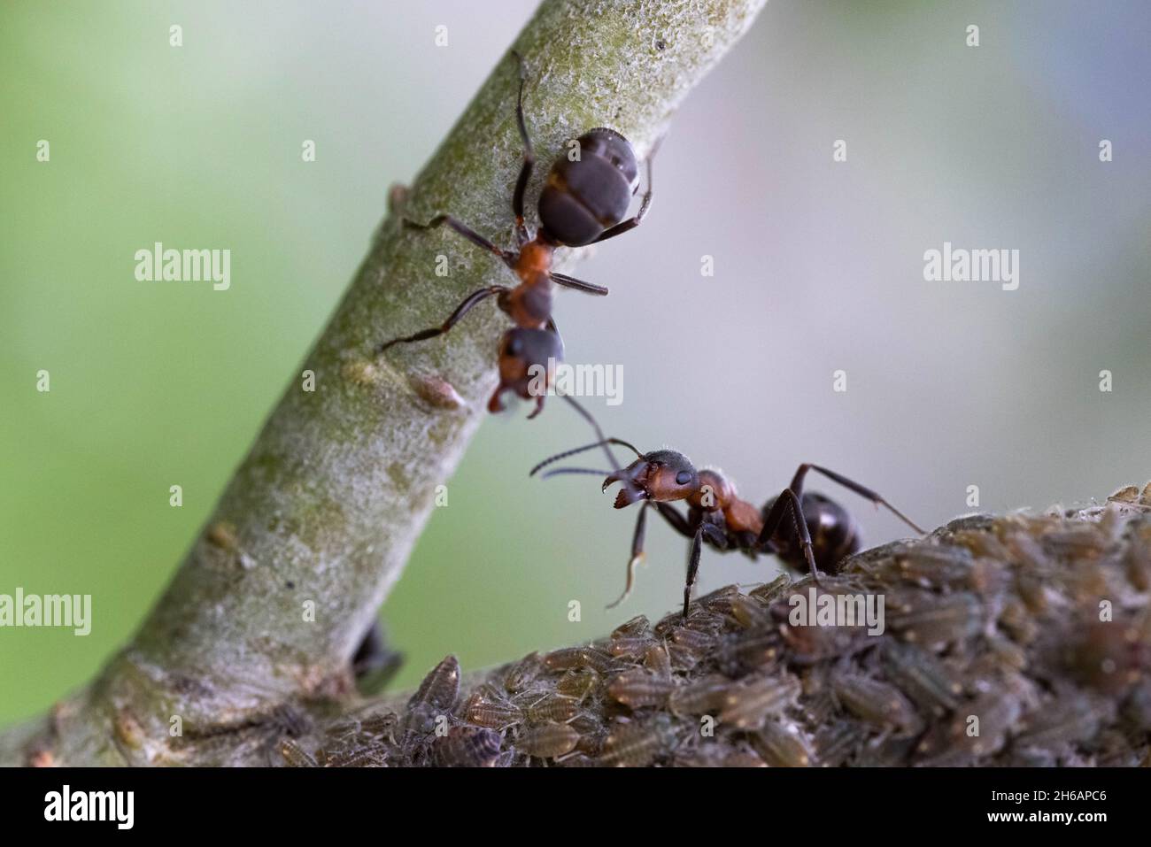 Deux fourmis (Formica rufa) et pucerons Banque D'Images