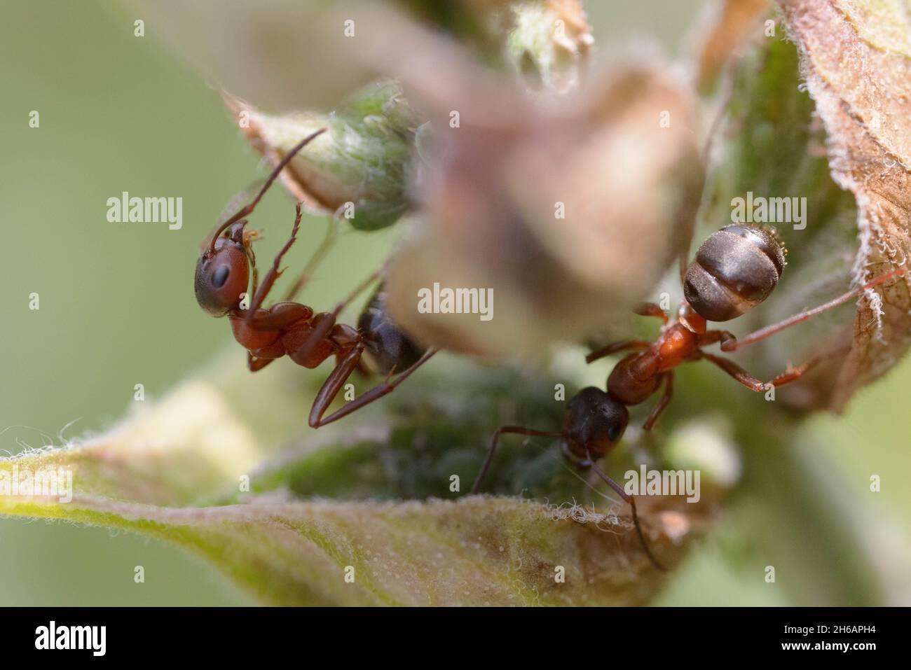 Les fourmis rouges laitent les pucerons Banque D'Images