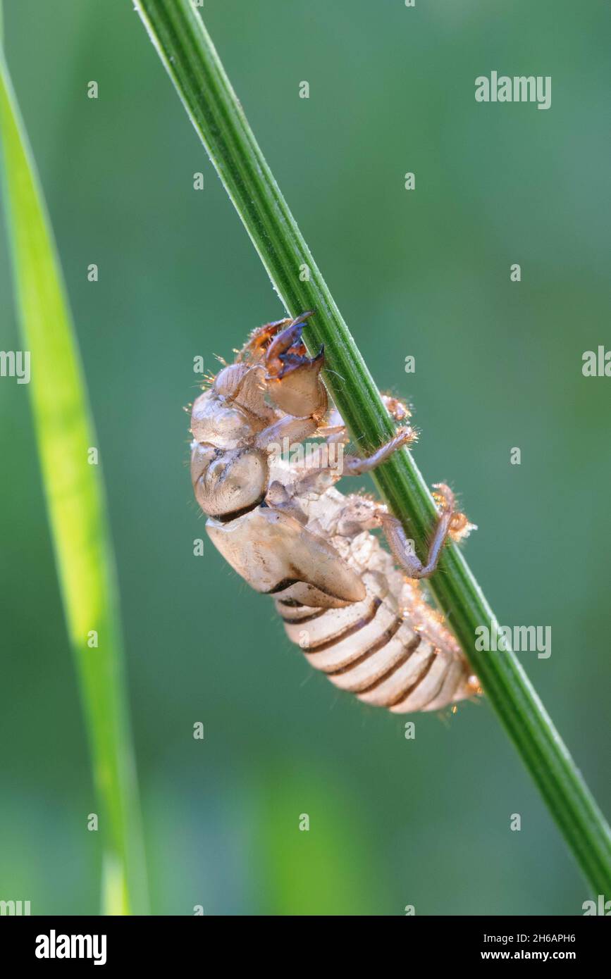 La peau du hangar (exuvia) de Gryllotalpa gryllotalpa, le cricket mole européen Banque D'Images