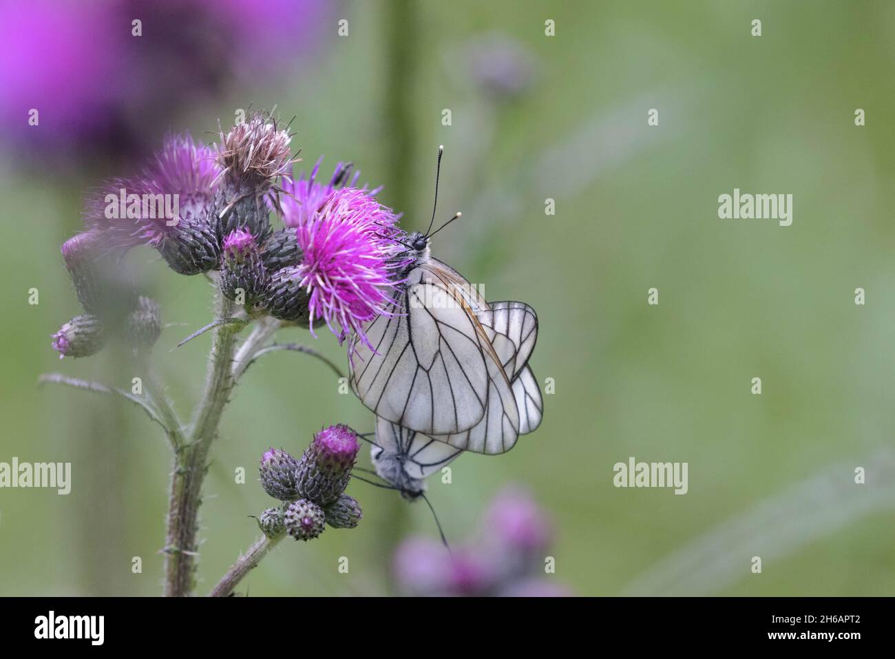 Aporia crataegi, papillon blanc à voile noir sur chardon, accouplement Banque D'Images