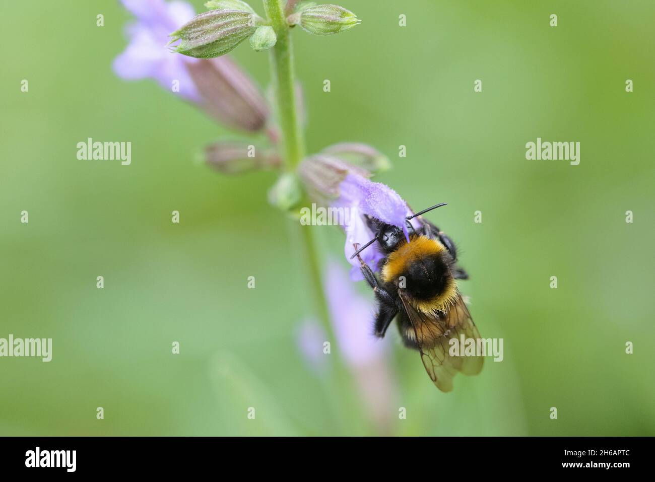 Gartenhummel (Bombus hortorum), bourdon de jardin Banque D'Images