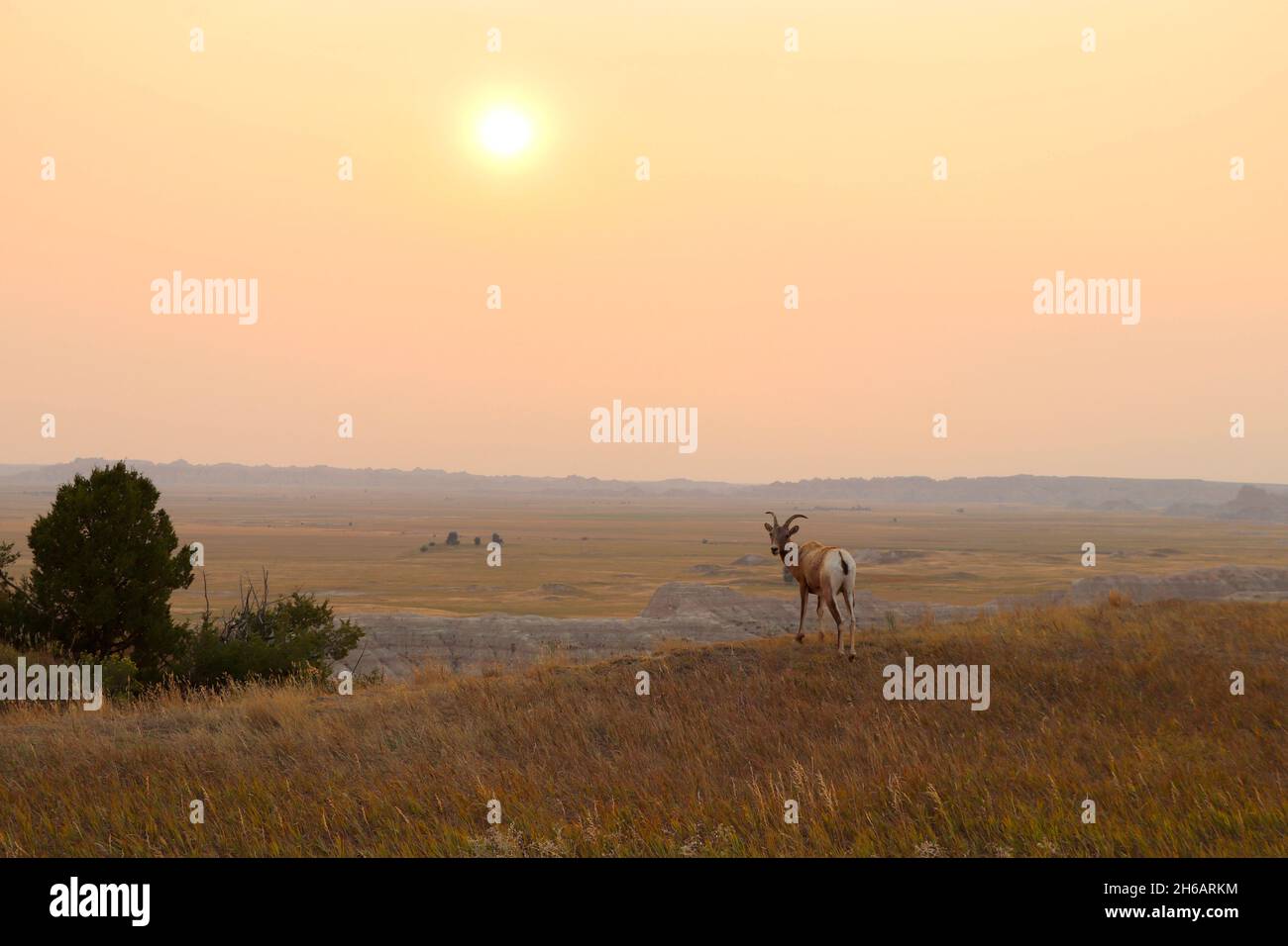 Big Horn Sheep surplombant le coucher du soleil dans le parc national de Badlands, Dakota du Sud des États-Unis Banque D'Images