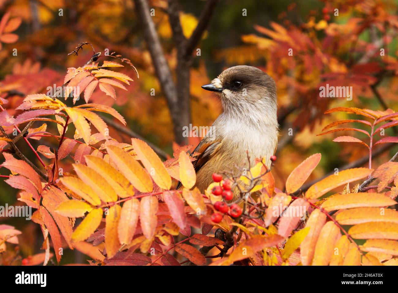 Magnifique oiseau taïga geai sibérien, Perisoreus infaustus au milieu des feuilles de Rowan colorées pendant le feuillage d'automne près de Kuusamo, Finlande Banque D'Images