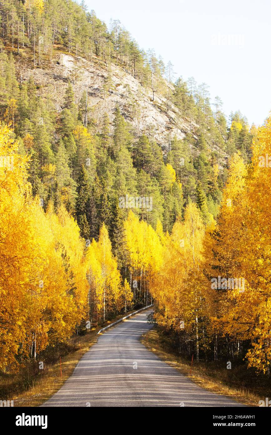 Petite route qui traverse les forêts de bouleau colorées pendant le feuillage d'automne près de Kuusamo, dans le nord de la Finlande. Banque D'Images