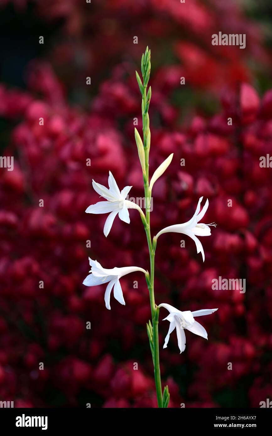 Watsonia borbonica ardernei,Watsonia borbonica subsp ardernei,fleurs blanches fond rouge,fleur blanche avec fond rouge,fleur,floraison,fleur,fleur,capuchon Banque D'Images