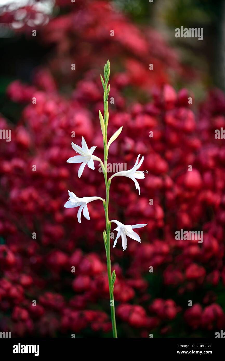 Watsonia borbonica ardernei,Watsonia borbonica subsp ardernei,fleurs blanches fond rouge,fleur blanche avec fond rouge,fleur,floraison,fleur,fleur,capuchon Banque D'Images