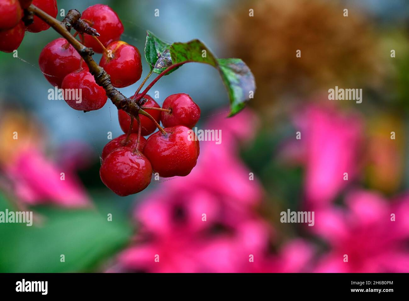 Pomme de crabe, pommes de crabe, petite pomme, petites pommes, arbre, hiver, noël, fruits rouges, fruits rouges, pommes, crabes, décoration,fruits mûrs,RM Floral Banque D'Images
