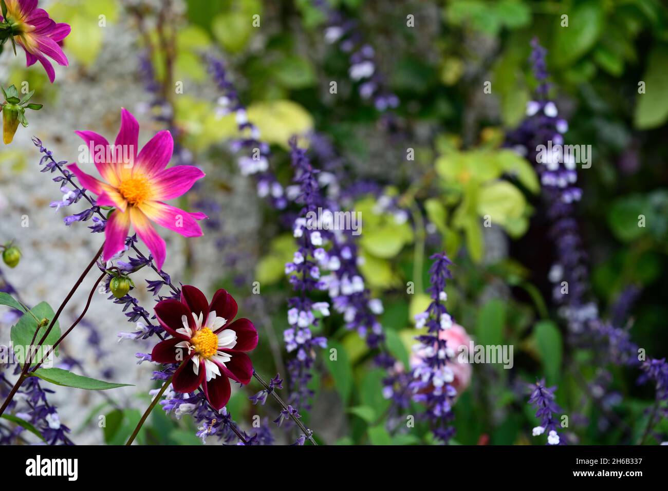 dahlia yeux lumineux,dahlia papillon nuit,salvia phyllis fantaisie,dahlias,salvias,mélange,programme de plantation mixte,floraison fin d'été,RM floral Banque D'Images