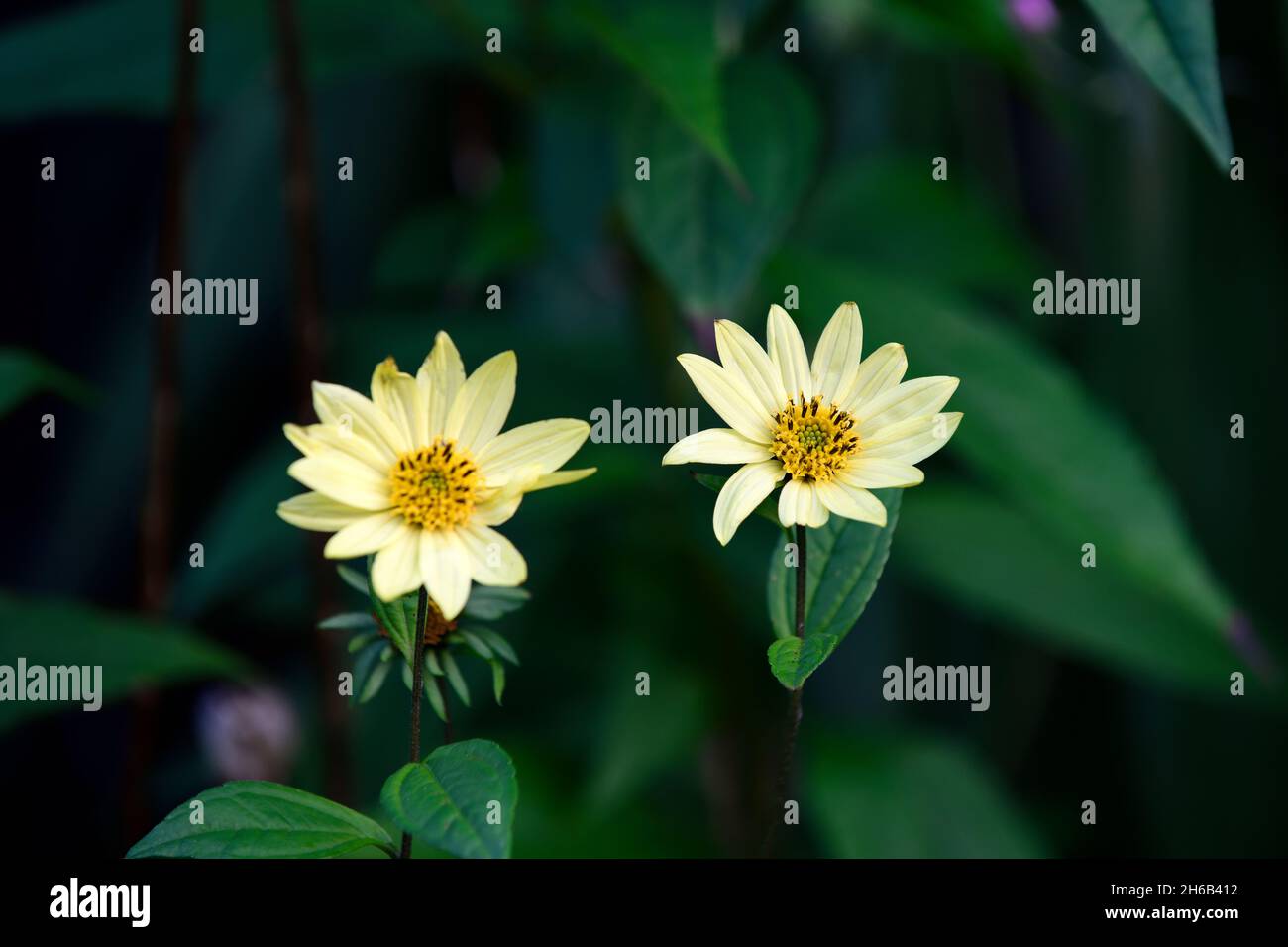 helianthus carine,fleurs jaune citron,fleur,automne floraison,herbacée vivace,RM floral Banque D'Images