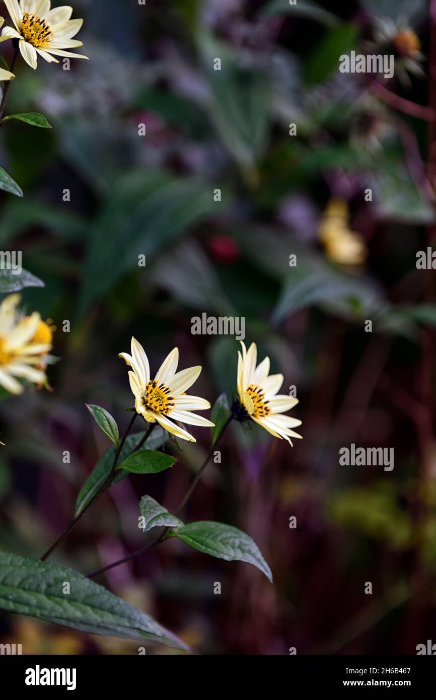helianthus carine,fleurs jaune citron,fleur,automne floraison,herbacée vivace,RM floral Banque D'Images