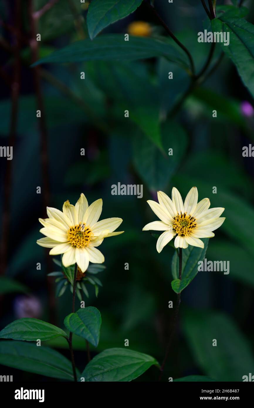 helianthus carine,fleurs jaune citron,fleur,automne floraison,herbacée vivace,RM floral Banque D'Images