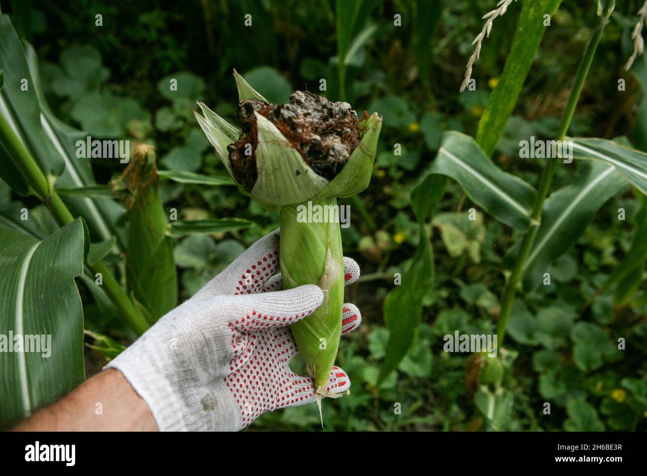 Le smut de bulle se manifeste sous la forme de tumeurs pathologiques galls usarium moniliforme synonyme de F. verticillioides.Fusarium sur l'épi est la maladie la plus commune sur les oreilles. Banque D'Images