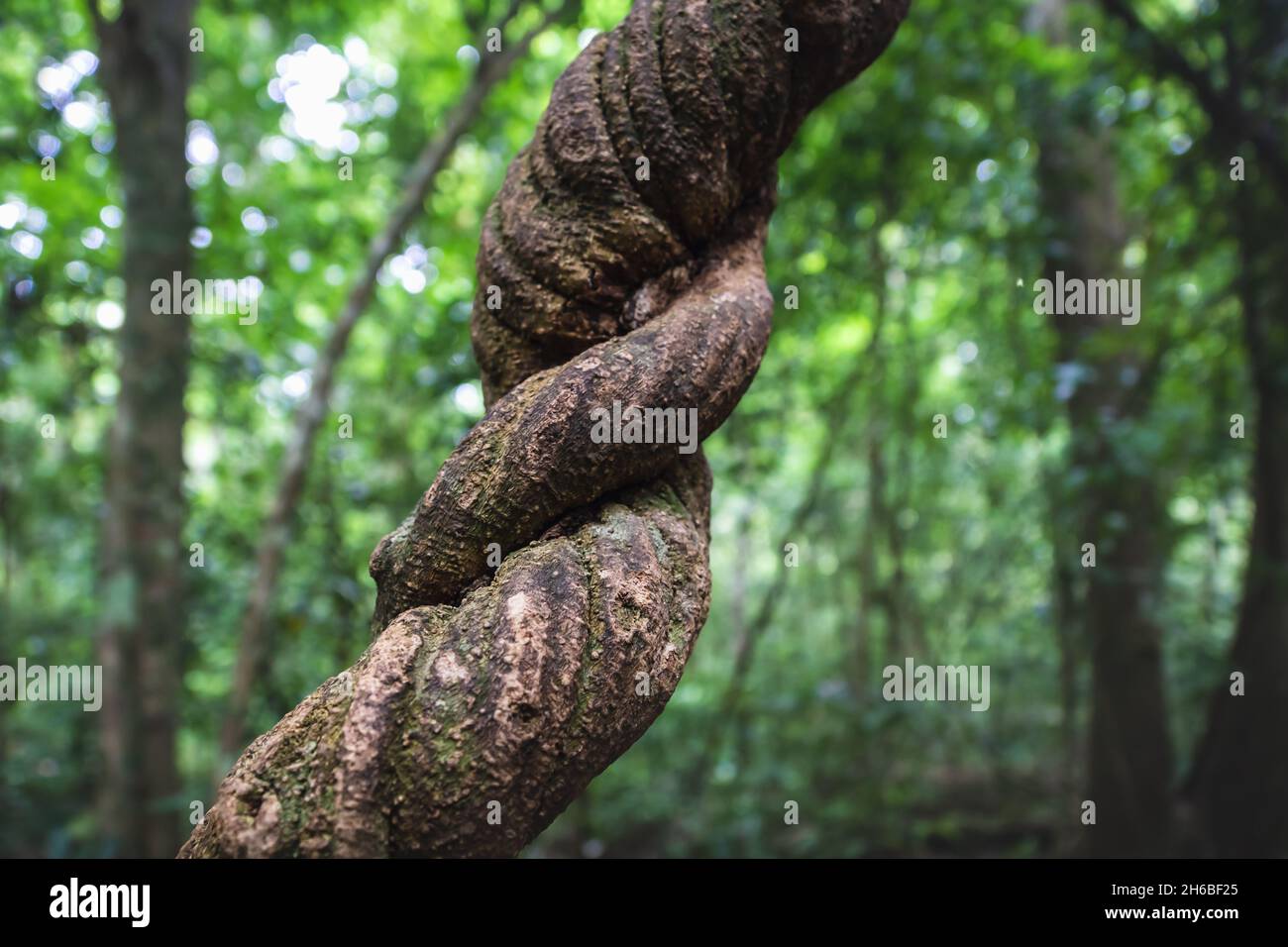 Détail d'une plante de liana tordue dans la forêt de la jungle de Tikal, Peten, Guatemala Banque D'Images