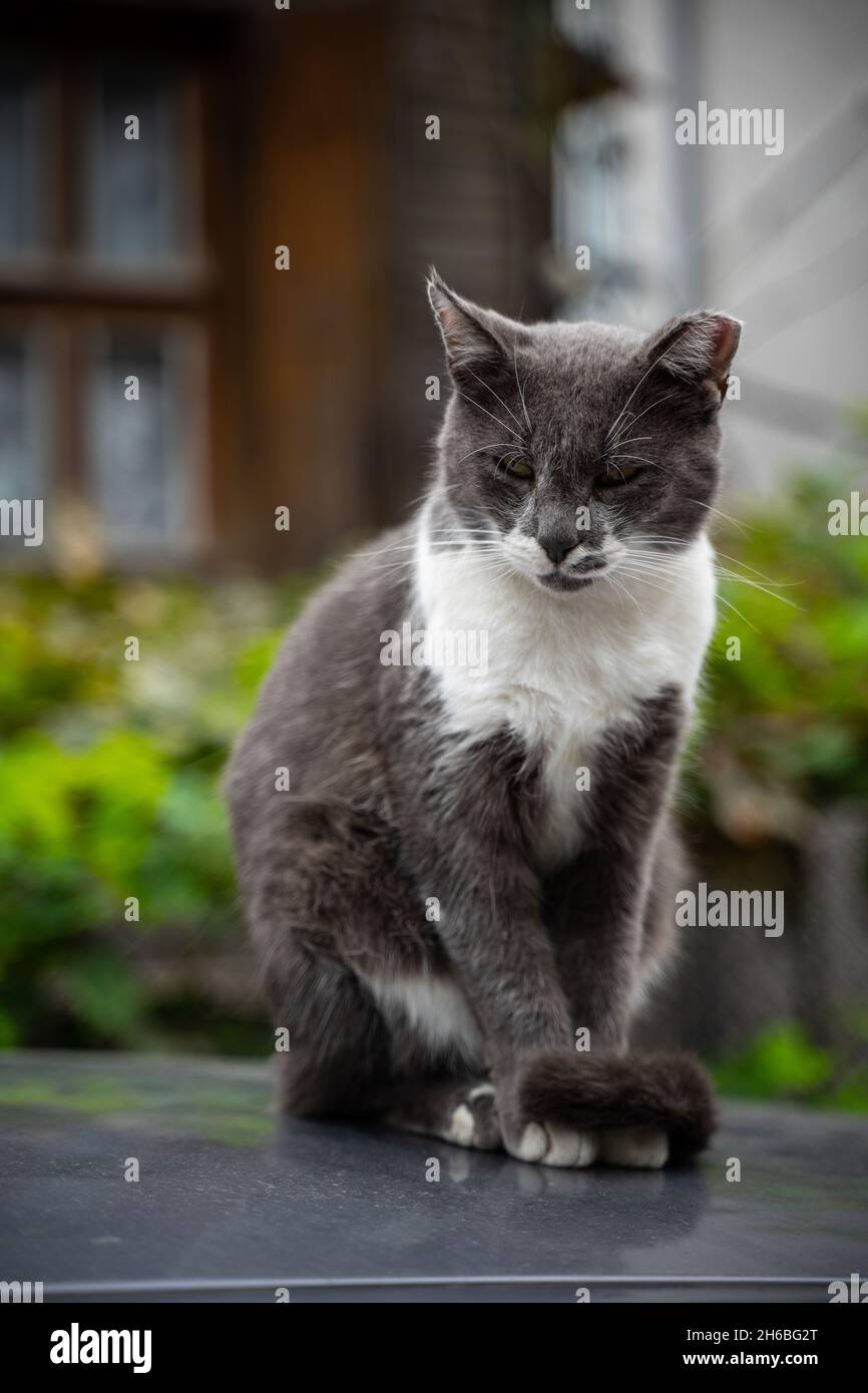 Fier chat gris-blanc assis au-dessus d'une voiture Banque D'Images