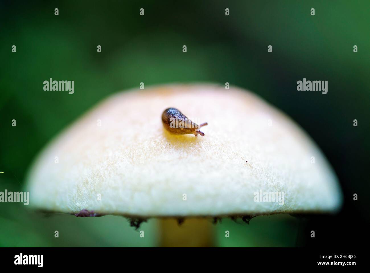 Minuscule Slug avec des rayures sur le chapeau de champignon dans la forêt du pays de Galles Banque D'Images