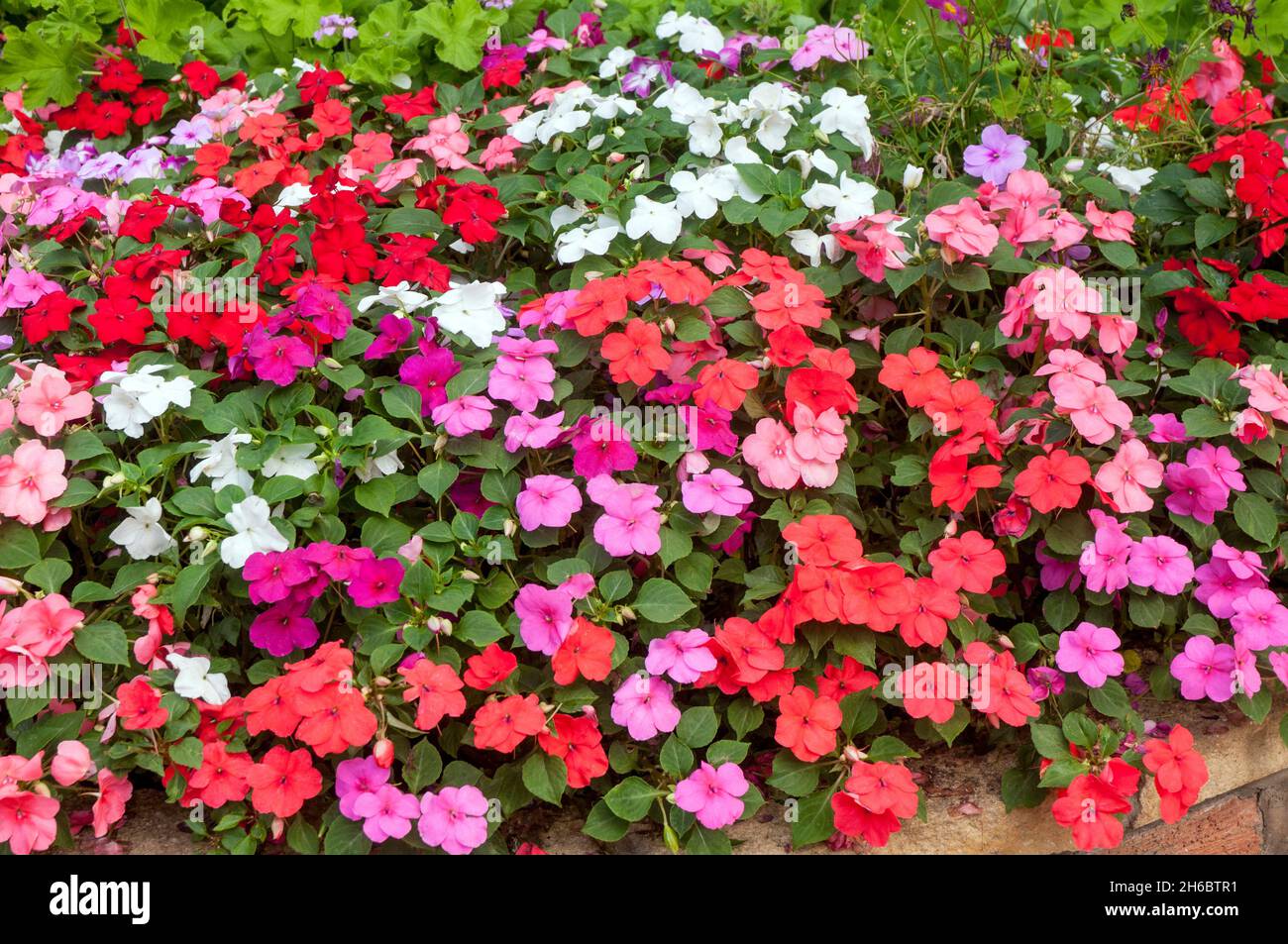 Impatiens Busy Lizzie un annuel aux couleurs mélangées de saumon rose rouge orange et blanc poussant dans un parterre de fleurs en été. Banque D'Images