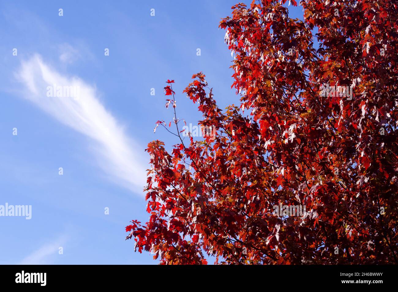 Feuilles d'automne, érable rouge, Acer rubrum contre le ciel bleu et les nuages blancs. Banque D'Images