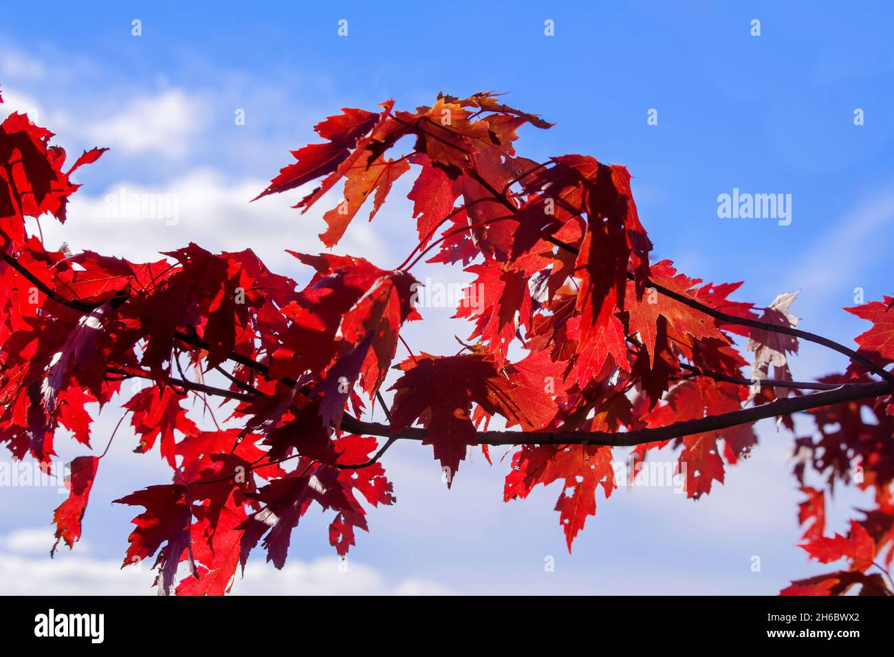 Acer rubrum leaves Banque de photographies et d’images à haute ...