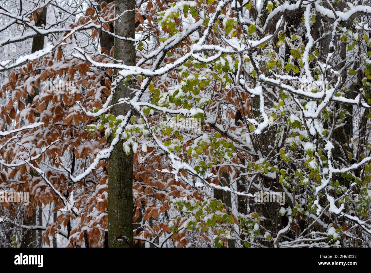 Début de la neige sur les feuilles et les branches d'automne vertes et orange. Banque D'Images