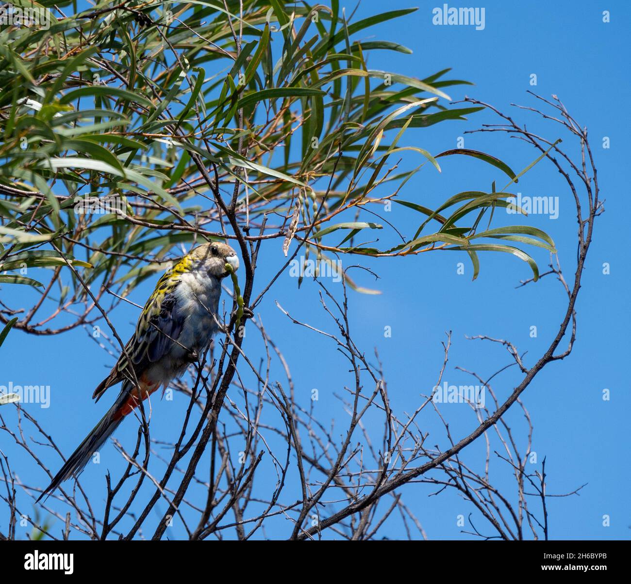 Un rosella perroquet australien à tête pâle, Platycercus adsritus, sur une branche d'arbre avec un fond de ciel Banque D'Images