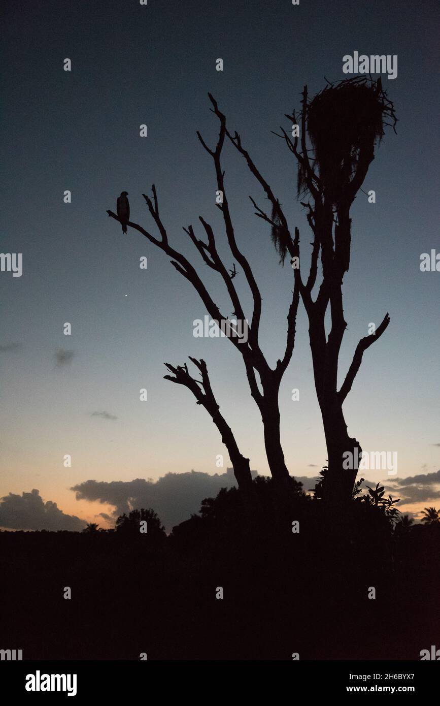 Un oiseau de rapaces sur un arbre et son nid, Everglades NP, États-Unis Banque D'Images