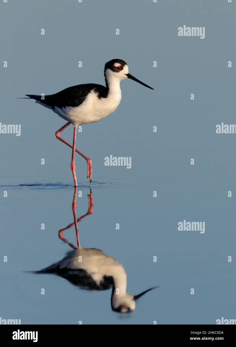 Moult à col noir (Himantopus mexicanus) barboter avec réflexion dans des eaux peu profondes bleu, Galveston, Texas, États-Unis. Banque D'Images