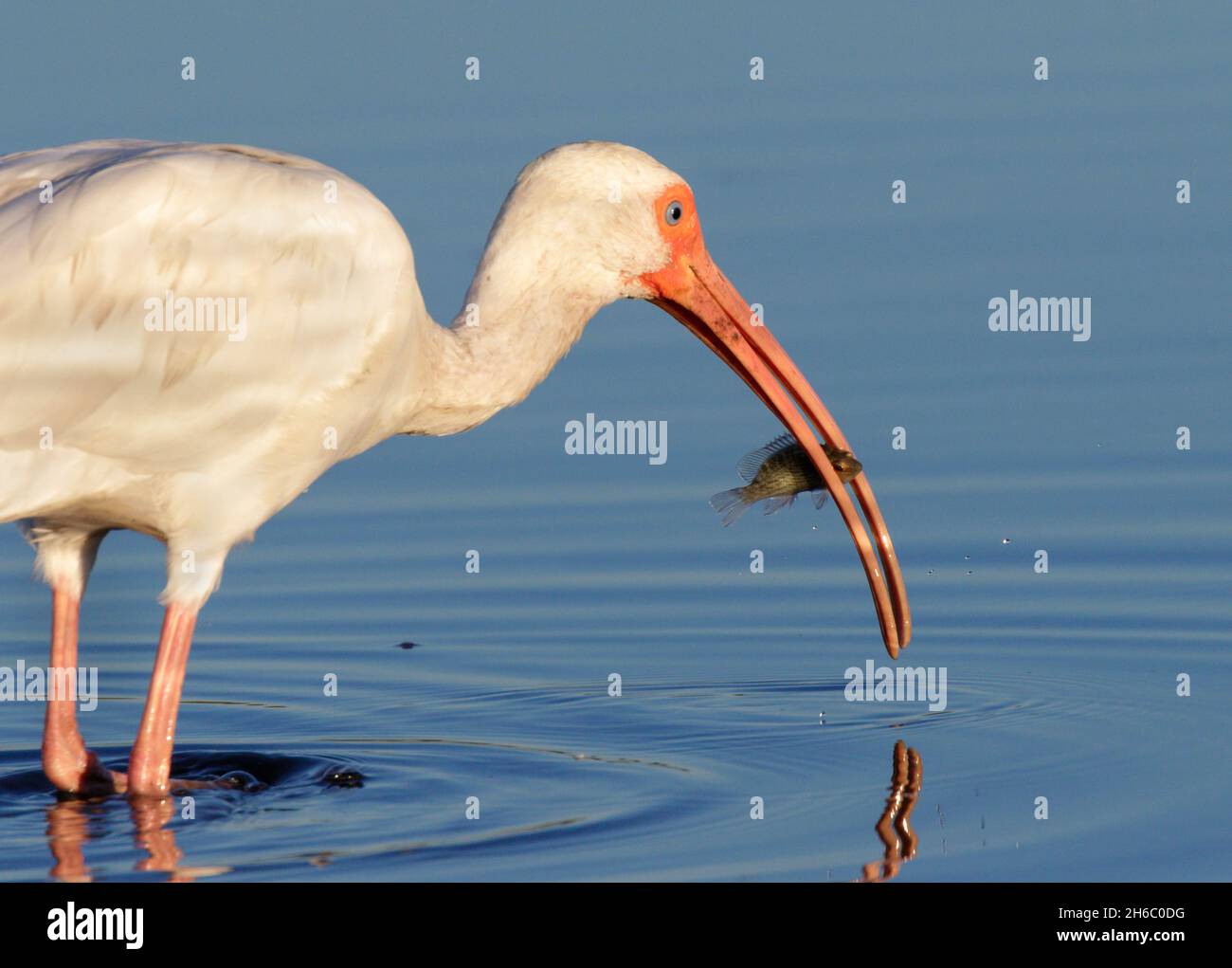 Ibis blanc américain (Eudocimus albus) avec poisson pêché dans le marais marécageux, Galveston, Texas, Etats-Unis. Banque D'Images