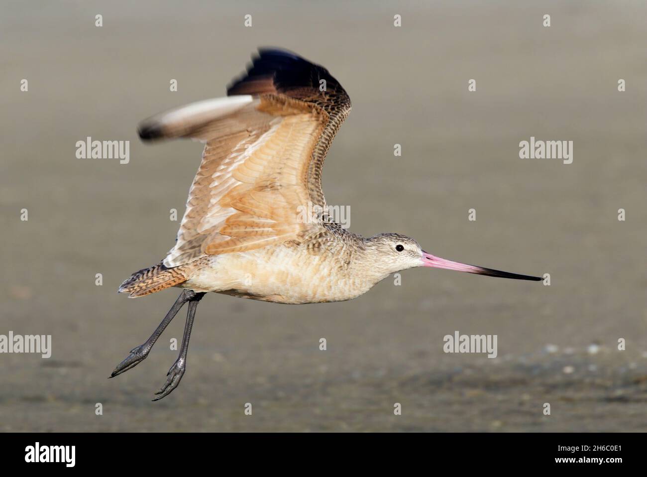 Marbré godwit (Limosa fedoa) débarquant sur une plage de sable, Galveston, Texas, Etats-Unis. Banque D'Images