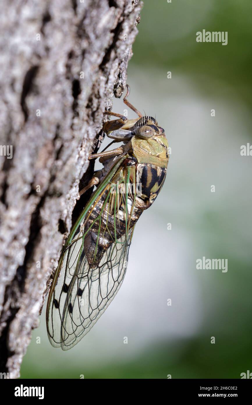 Resh chien-jour cicada mâle (Megatibicen resh) chantant sur le tronc d'arbre, Galveston, Texas. ÉTATS-UNIS. Banque D'Images