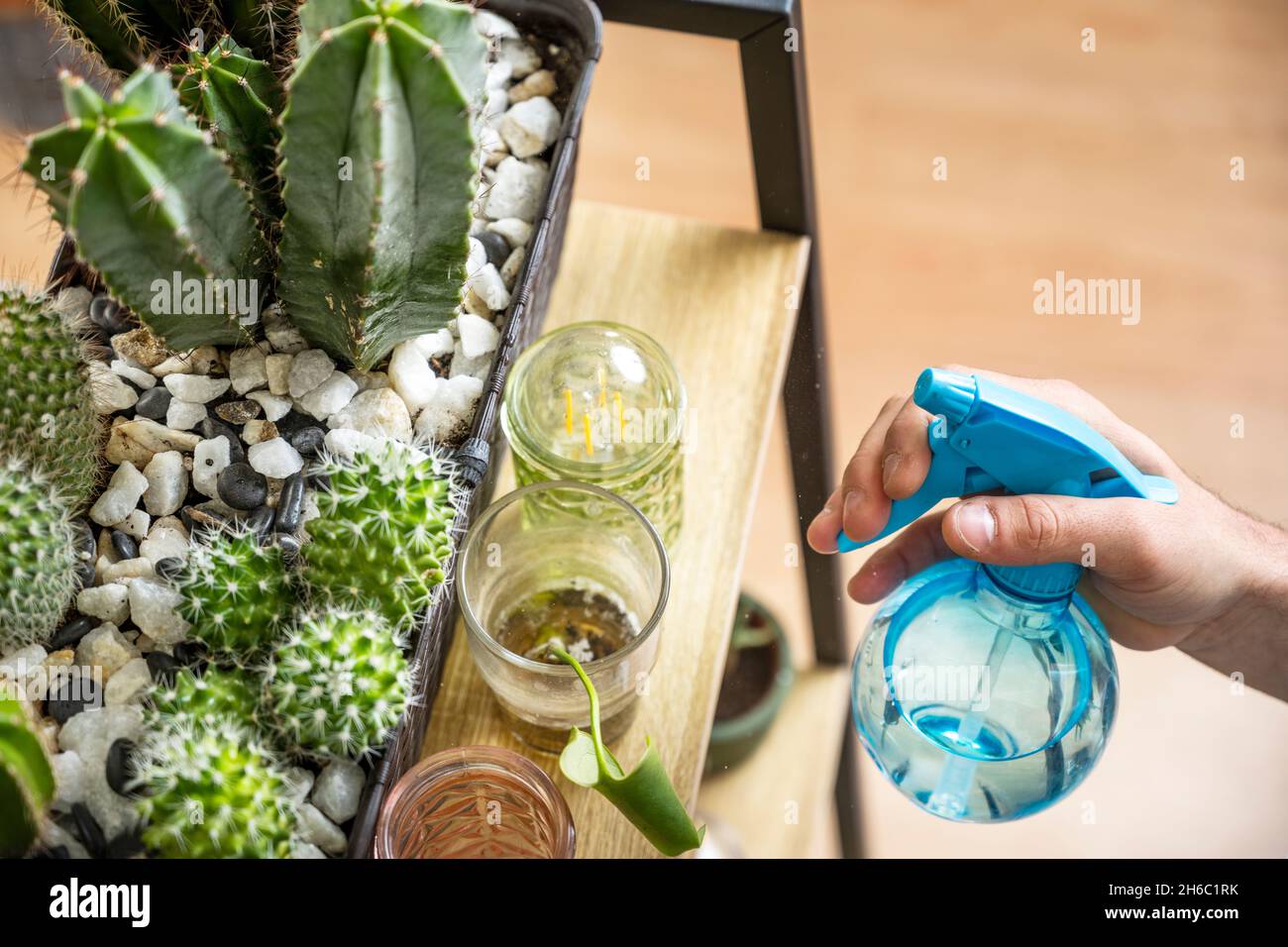 la main de l'homme vaporise de l'eau avec un récipient bleu sur des cactus et des plantes sur une étagère Banque D'Images