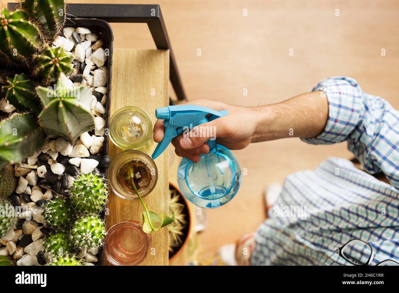 La main de l'homme vaporise de l'eau à partir d'un bol bleu sur des cactus et des plantes sur une étagère vue du dessus Banque D'Images