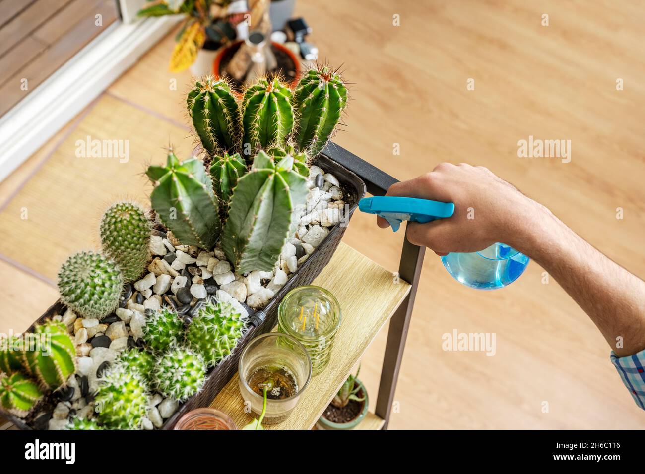 Arrosoir cactus avec un pulvérisateur bleu dans un salon lumineux avec  parquet en chêne Photo Stock - Alamy