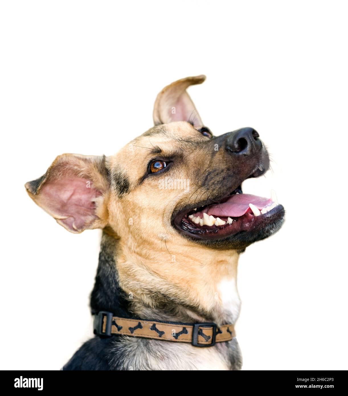 Un chien heureux a l'air excité et heureux isolé sur Un fond blanc en format d'image vertical Banque D'Images