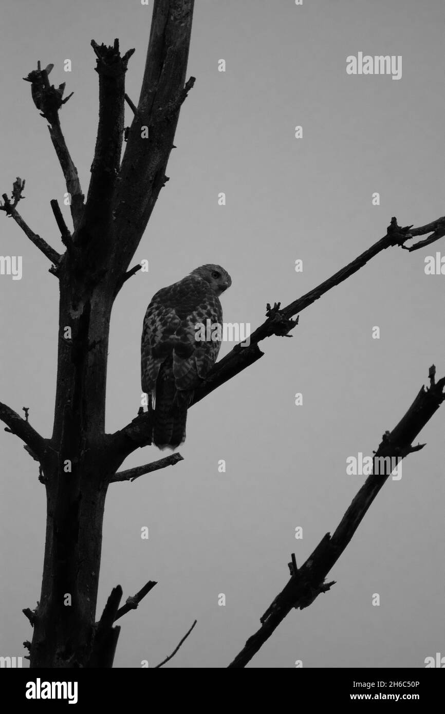 Un Faucon à queue rouge en noir et blanc qui surplombe l'appareil photo tout en étant perché haut dans un arbre Banque D'Images