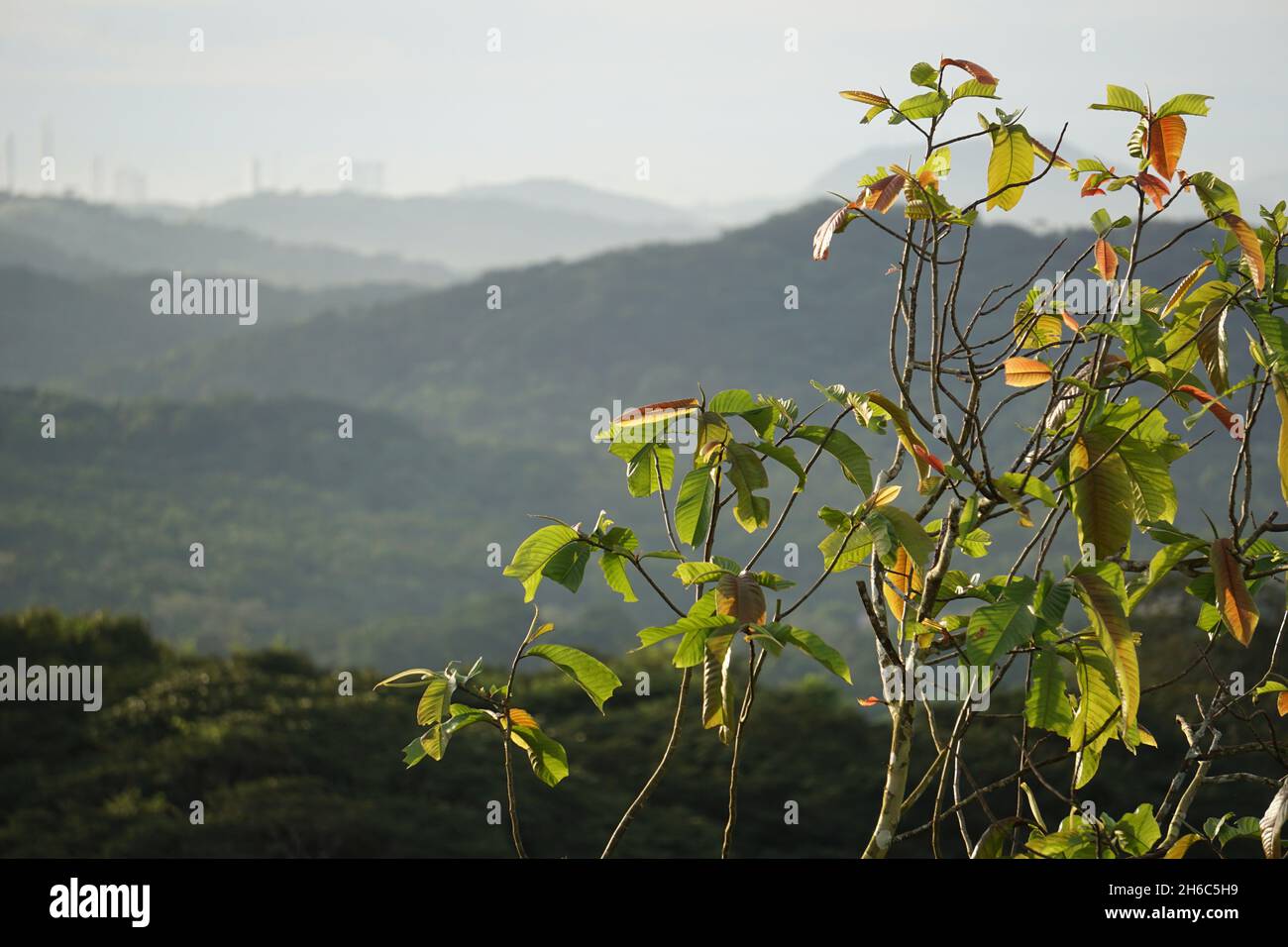 Arbre de la jungle au soleil dans la forêt tropicale près de Panama City Banque D'Images