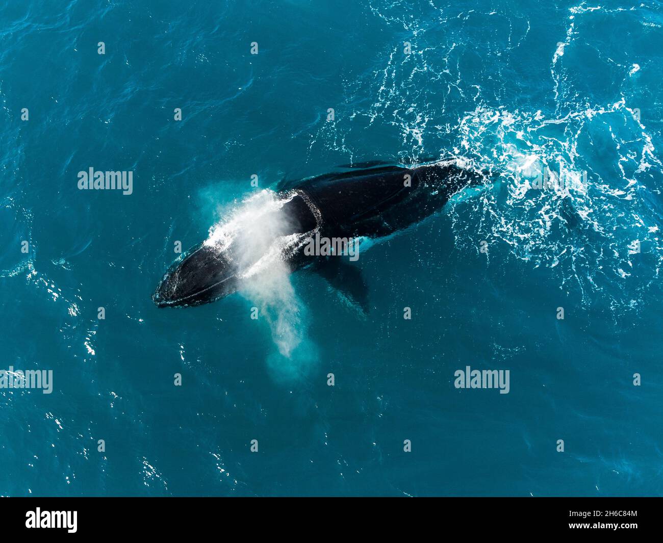 Vue d'un drone sur une baleine à bosse dans la mer par une journée  ensoleillée dans le Queensland, en Australie Photo Stock - Alamy