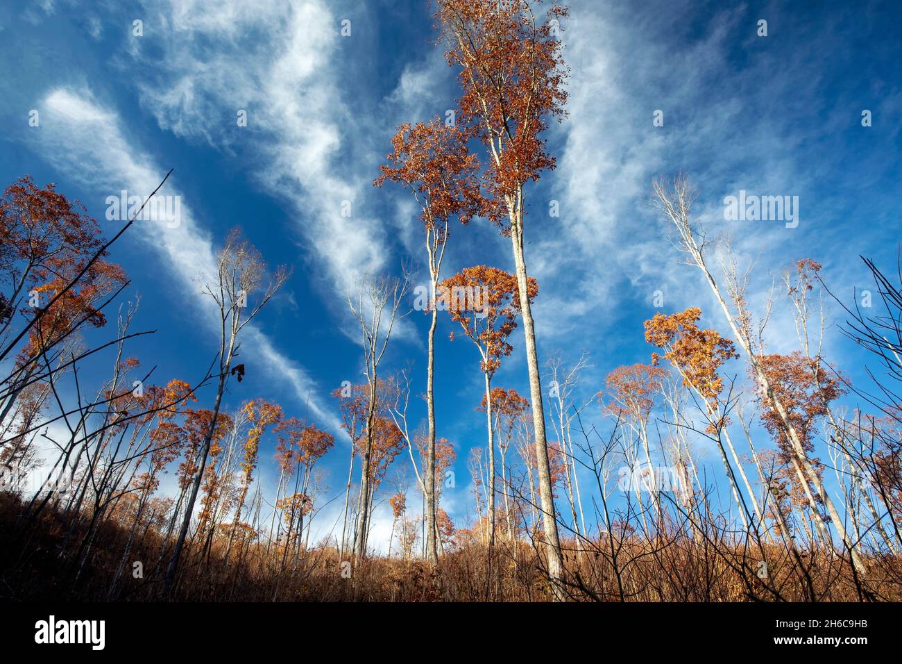 Bosquet d'arbres restant après l'abattage - Forêt nationale de Nantahala, Caroline du Nord, États-Unis Banque D'Images
