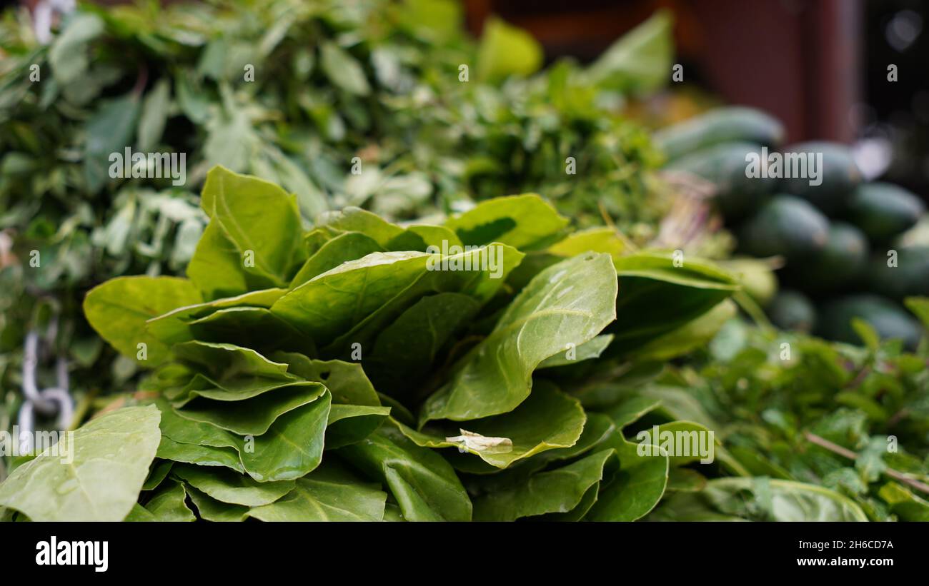 La puissance verte de la nature : un gros plan de feuilles d'épinards vibrantes, mettant en valeur leur texture riche et leur valeur nutritive Banque D'Images