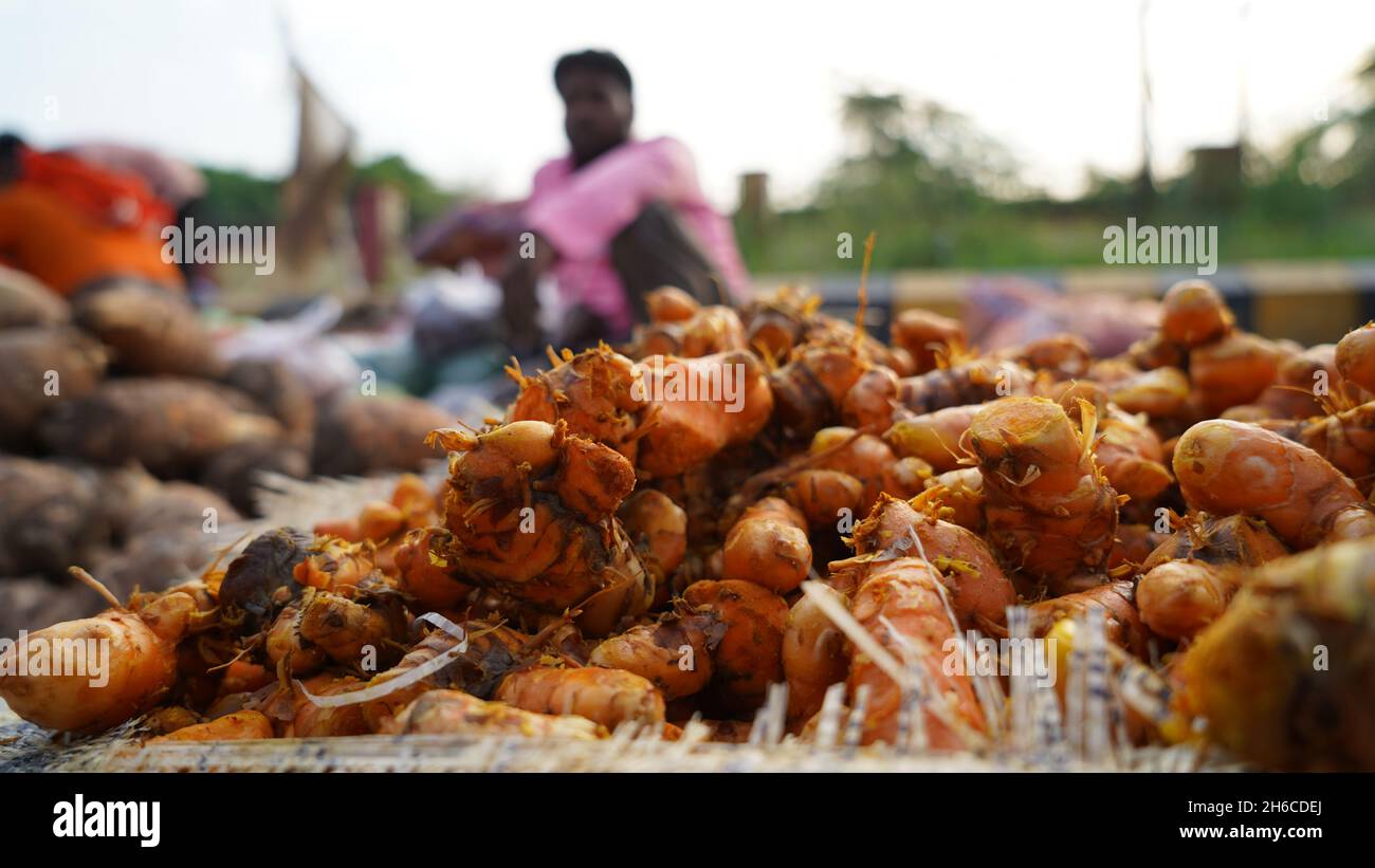 L'épice dorée : un gros plan sur la racine de curcuma vibrante . De la racine au remède : dévoilement de la Powerhouse Spice - curcuma . Élégance terreuse. Banque D'Images