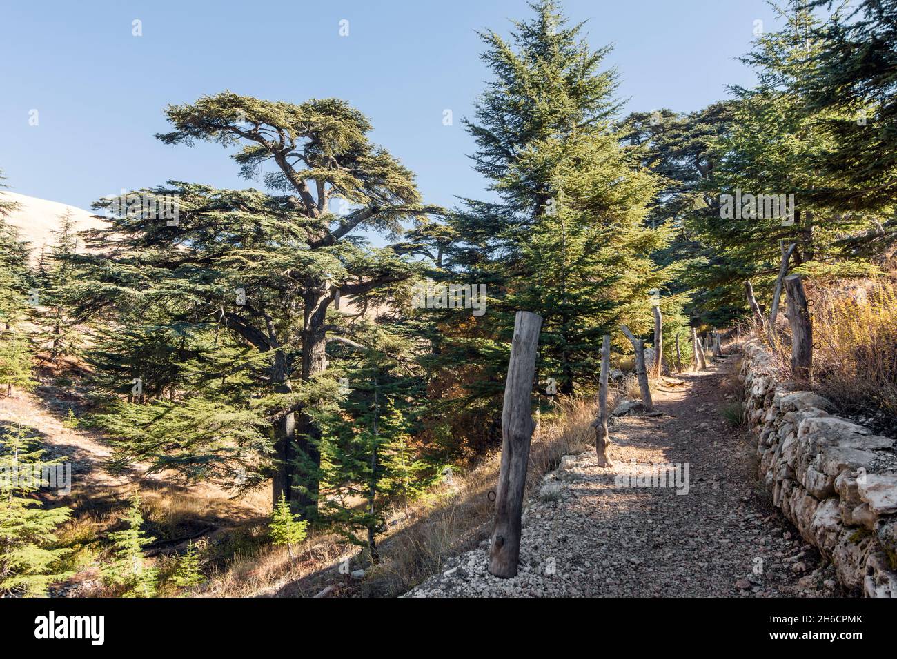 Arbre de Cedrus libani dans la forêt des Cèdres de Dieu, Arz, Bsharri, Liban Banque D'Images
