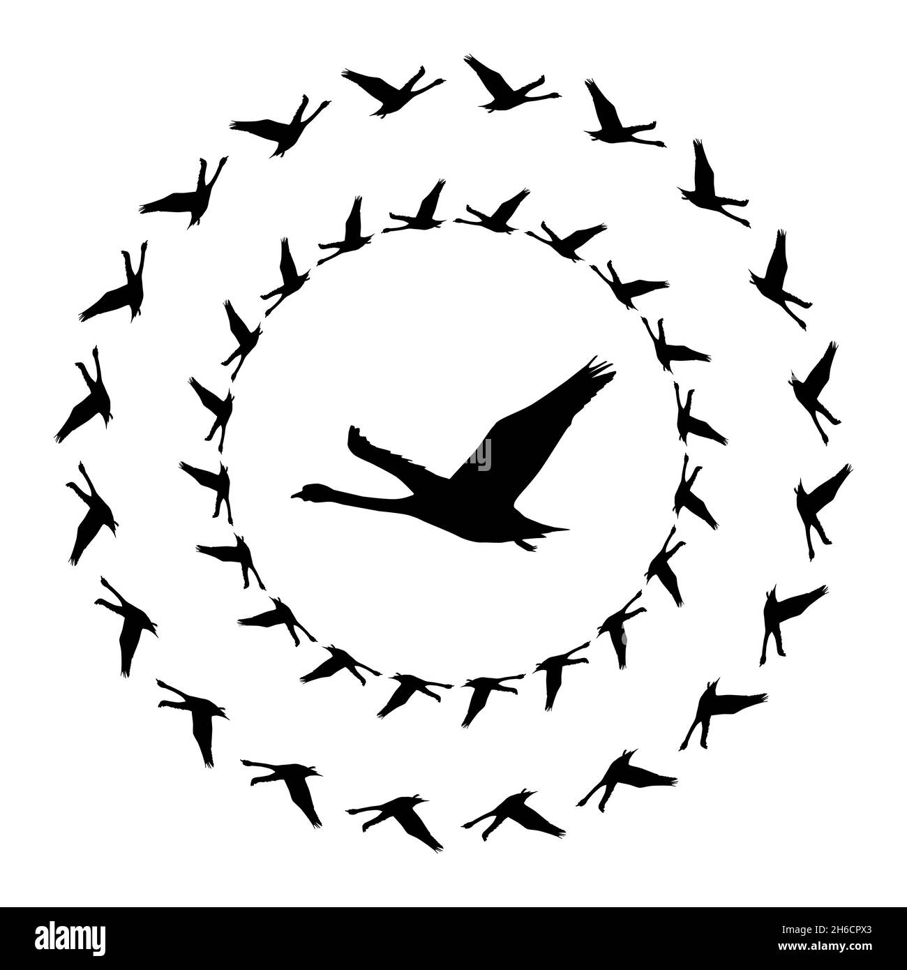Un mandala de cygnes en silhouette avec quelques volants dans le sens horaire et d'autres dans le sens antihoraire Banque D'Images